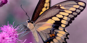 Fondos De Pantalla Para Celular De Mariposas