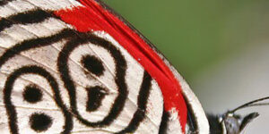 Fondos De Pantalla Para Celular De Mariposas