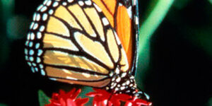 Fondos De Pantalla Para Celular De Mariposas