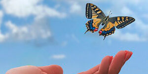 Fondos De Pantalla Para Celular De Mariposas