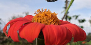 Fondos De Pantalla Para Celular De Mariposas