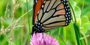 Fondos De Pantalla Para Celular De Mariposas