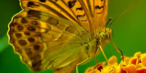 Fondos De Pantalla Para Celular De Mariposas