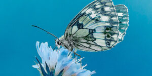 Fondos De Pantalla Para Celular De Mariposas