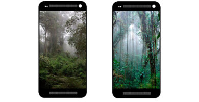 Fondos de pantalla para celular de selvas