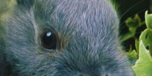 High Resolution Wallpaper Background Id 77700396767 (1)