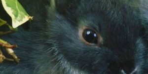 High Resolution Wallpaper Background Id