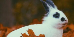 White Rabbit In Autumn Yellow Foliage 2560X1440