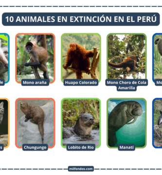 10 Animales en peligro de extinción en el Perú